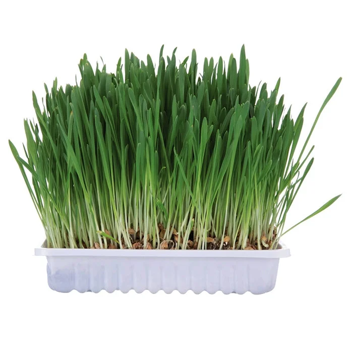 Small Animal Grass